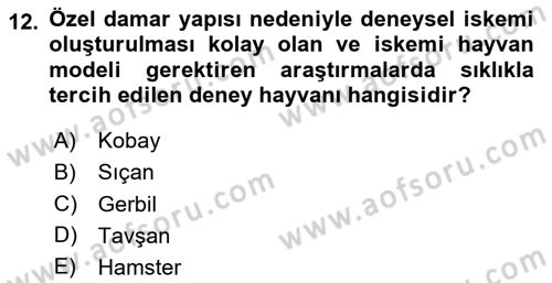 Laboratuvar Hayvanlarını Yetiştirme ve Sağlığı Dersi 2020 - 2021 Yılı Yaz Okulu Sınav Soruları 12. Soru