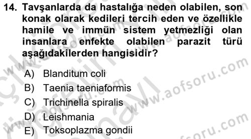 Laboratuvar Hayvanlarını Yetiştirme ve Sağlığı Dersi 2021 - 2022 Yılı Yaz Okulu Sınavı 14. Soru