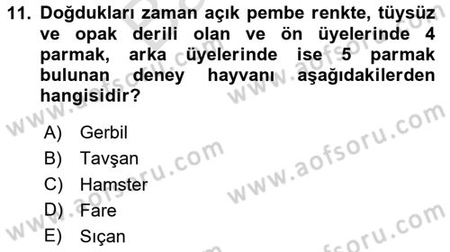 Laboratuvar Hayvanlarını Yetiştirme ve Sağlığı Dersi 2024 - 2025 Yılı (Final) Dönem Sonu Sınav Soruları 11. Soru