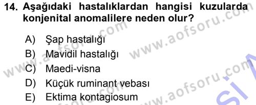 Viroloji Dersi 2015 - 2016 Yılı (Final) Dönem Sonu Sınav Soruları 14. Soru