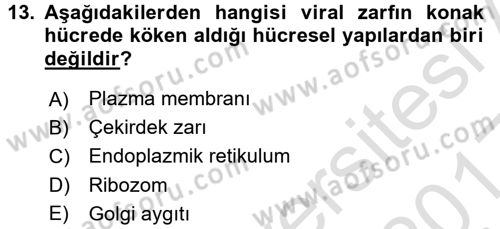 Viroloji Dersi Ara Sınavı Deneme Sınav Soruları 13. Soru