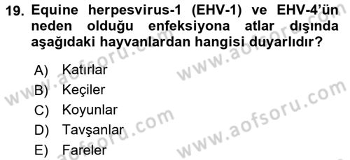 Viroloji Dersi 2021 - 2022 Yılı (Final) Dönem Sonu Sınav Soruları 19. Soru