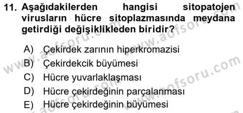 Viroloji Dersi 2022 - 2023 Yılı (Vize) Ara Sınav Soruları 11. Soru