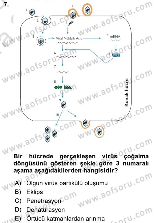 Viroloji Dersi 2022 - 2023 Yılı (Vize) Ara Sınav Soruları 7. Soru