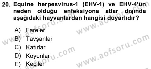 Viroloji Dersi 2022 - 2023 Yılı Yaz Okulu Sınav Soruları 20. Soru