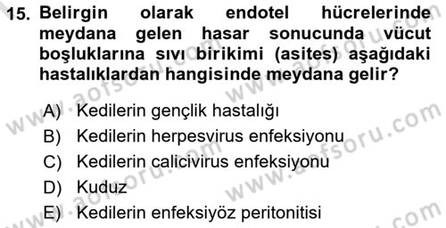 Viroloji Dersi 2023 - 2024 Yılı (Final) Dönem Sonu Sınav Soruları 15. Soru