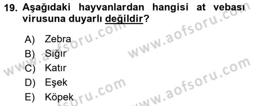 Viroloji Dersi 2023 - 2024 Yılı (Final) Dönem Sonu Sınav Soruları 19. Soru