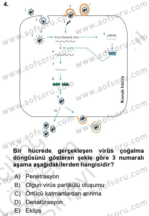 Viroloji Dersi 2023 - 2024 Yılı Yaz Okulu Sınav Soruları 4. Soru