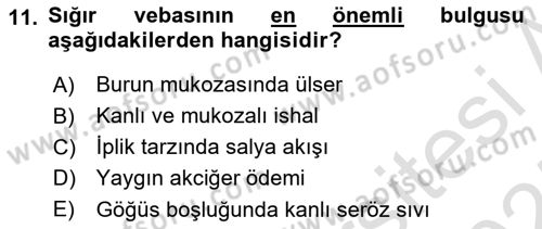 Viroloji Dersi 2024 - 2025 Yılı (Final) Dönem Sonu Sınav Soruları 11. Soru