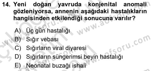 Viroloji Dersi 2024 - 2025 Yılı Yaz Okulu Sınav Soruları 14. Soru