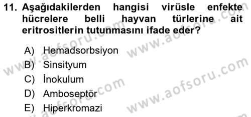 Viroloji Dersi 2025 - 2026 Yılı (Vize) Ara Sınav Soruları 11. Soru