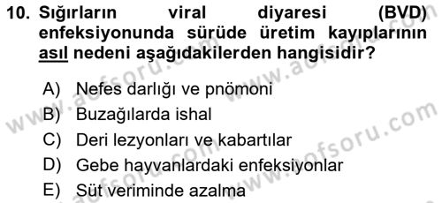 Viroloji Dersi 2025 - 2026 Yılı (Final) Dönem Sonu Sınav Soruları 10. Soru