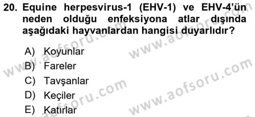 Viroloji Dersi 2025 - 2026 Yılı (Final) Dönem Sonu Sınav Soruları 20. Soru