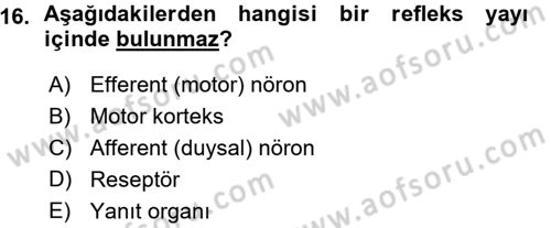 Psikoloji Dersi 2015 - 2016 Yılı (Vize) Ara Sınav Soruları 16. Soru