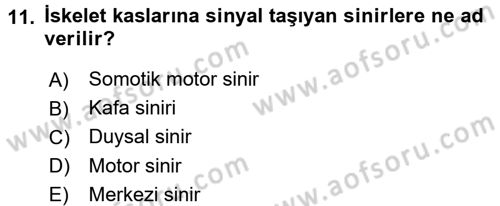 Psikoloji Dersi 2016 - 2017 Yılı (Vize) Ara Sınav Soruları 11. Soru