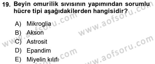 Psikoloji Dersi 2016 - 2017 Yılı (Vize) Ara Sınav Soruları 19. Soru