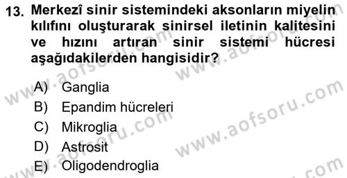 Psikoloji Dersi 2019 - 2020 Yılı (Vize) Ara Sınav Soruları 13. Soru
