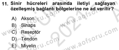 Psikoloji Dersi 2021 - 2022 Yılı (Vize) Ara Sınav Soruları 11. Soru