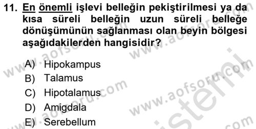 Psikoloji Dersi 2024 - 2025 Yılı (Vize) Ara Sınav Soruları 11. Soru