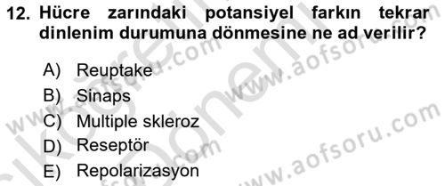 Psikoloji Dersi 2024 - 2025 Yılı (Vize) Ara Sınavı 12. Soru