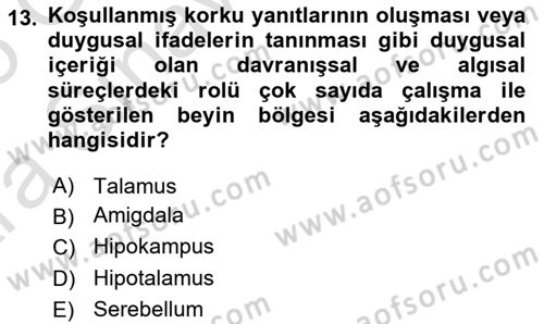 Psikoloji Dersi 2024 - 2025 Yılı (Vize) Ara Sınav Soruları 13. Soru
