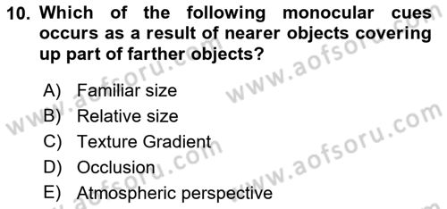 Psychology Dersi 2021 - 2022 Yılı Yaz Okulu Sınav Soruları 10. Soru