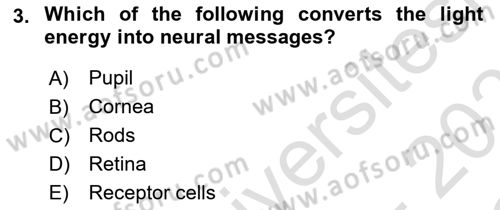Psychology Dersi 2022 - 2023 Yılı Yaz Okulu Sınav Soruları 3. Soru