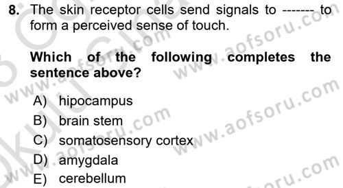 Psychology Dersi 2022 - 2023 Yılı Yaz Okulu Sınav Soruları 8. Soru