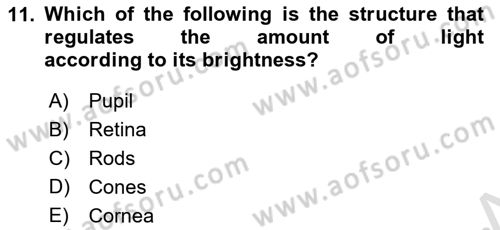 Psychology Dersi 2023 - 2024 Yılı (Vize) Ara Sınav Soruları 11. Soru