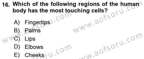 Psychology Dersi 2024 - 2025 Yılı (Vize) Ara Sınav Soruları 16. Soru
