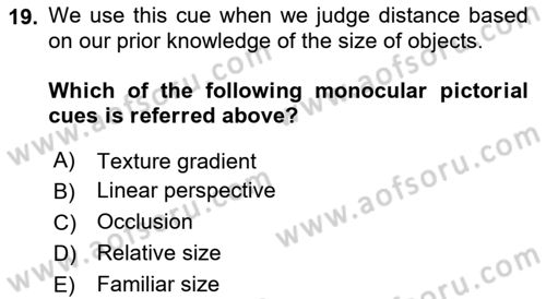 Psychology Dersi 2024 - 2025 Yılı (Vize) Ara Sınav Soruları 19. Soru