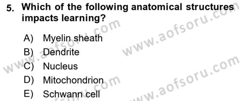 Psychology Dersi 2024 - 2025 Yılı (Final) Dönem Sonu Sınav Soruları 5. Soru