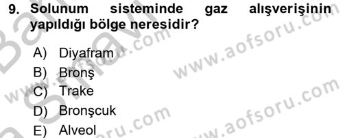 Temel İlkyardım Bilgisi Dersi Ara Sınavı Deneme Sınav Soruları 9. Soru
