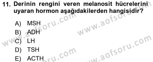Temel Sağlık Ve Hastalık Bilgisi Dersi 2016 - 2017 Yılı 3 Ders Sınav Soruları 11. Soru