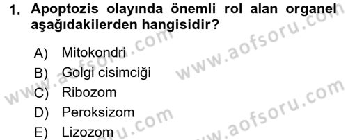 İnsan Beden Yapısı Ve Fizyolojisi Dersi 2016 - 2017 Yılı (Vize) Ara Sınav Soruları 1. Soru