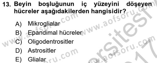İnsan Beden Yapısı Ve Fizyolojisi Dersi 2016 - 2017 Yılı (Vize) Ara Sınav Soruları 13. Soru