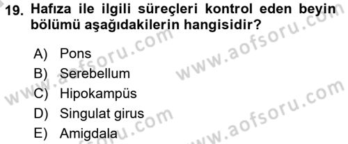İnsan Beden Yapısı Ve Fizyolojisi Dersi 2016 - 2017 Yılı (Vize) Ara Sınav Soruları 19. Soru