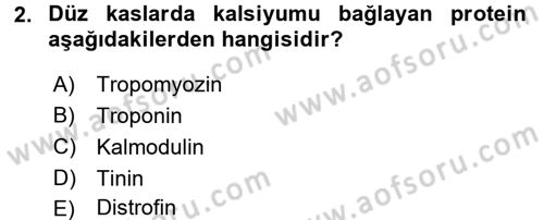 İnsan Beden Yapısı Ve Fizyolojisi Dersi 2016 - 2017 Yılı (Vize) Ara Sınav Soruları 2. Soru