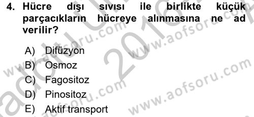 İnsan Beden Yapısı Ve Fizyolojisi Dersi 2016 - 2017 Yılı (Vize) Ara Sınav Soruları 4. Soru