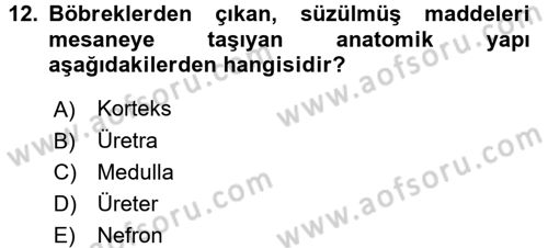 İnsan Beden Yapısı Ve Fizyolojisi Dersi 2017 - 2018 Yılı 3 Ders Sınav Soruları 12. Soru