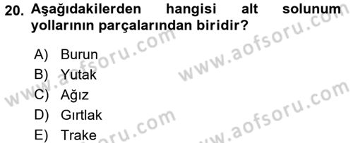 İnsan Beden Yapısı Ve Fizyolojisi Dersi 2017 - 2018 Yılı 3 Ders Sınav Soruları 20. Soru