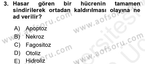 İnsan Beden Yapısı Ve Fizyolojisi Dersi 2017 - 2018 Yılı 3 Ders Sınav Soruları 3. Soru