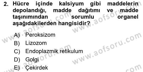 İnsan Beden Yapısı Ve Fizyolojisi Dersi 2017 - 2018 Yılı (Vize) Ara Sınav Soruları 2. Soru