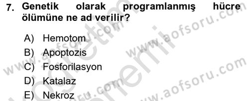 İnsan Beden Yapısı Ve Fizyolojisi Dersi 2017 - 2018 Yılı (Vize) Ara Sınav Soruları 7. Soru