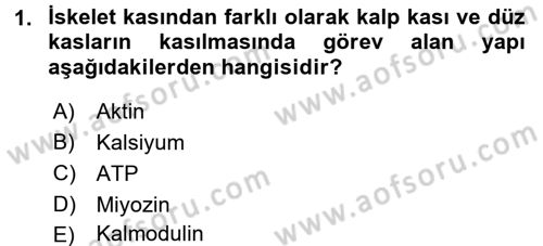 İnsan Beden Yapısı Ve Fizyolojisi Dersi 2017 - 2018 Yılı (Final) Dönem Sonu Sınav Soruları 1. Soru