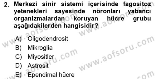 İnsan Beden Yapısı Ve Fizyolojisi Dersi 2017 - 2018 Yılı (Final) Dönem Sonu Sınav Soruları 2. Soru