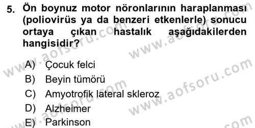 İnsan Beden Yapısı Ve Fizyolojisi Dersi 2017 - 2018 Yılı (Final) Dönem Sonu Sınav Soruları 5. Soru