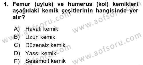 İnsan Beden Yapısı Ve Fizyolojisi Dersi 2018 - 2019 Yılı 3 Ders Sınav Soruları 1. Soru
