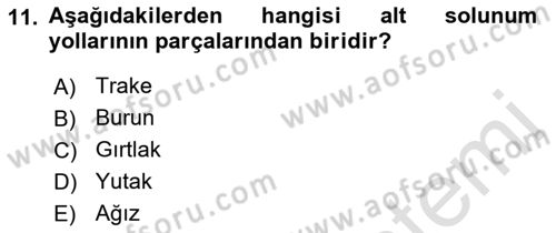 İnsan Beden Yapısı Ve Fizyolojisi Dersi 2018 - 2019 Yılı 3 Ders Sınav Soruları 11. Soru
