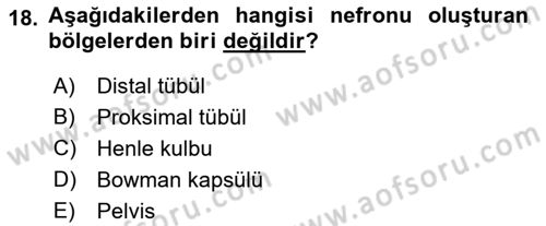 İnsan Beden Yapısı Ve Fizyolojisi Dersi 2018 - 2019 Yılı 3 Ders Sınav Soruları 18. Soru